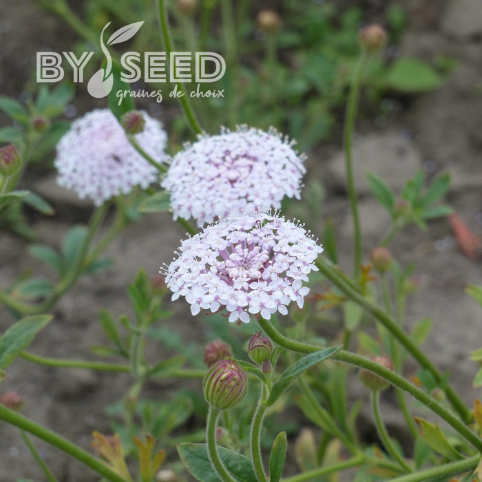 Didiscus caeruleus Lace Pink