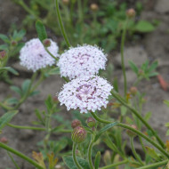 Didiscus caeruleus Lace Pink