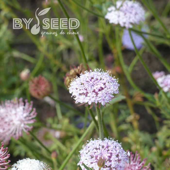 Didiscus caeruleus Lace Pink