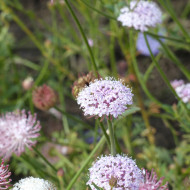 Didiscus caeruleus Lace Pink