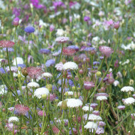 Didiscus caeruleus Lace Pink