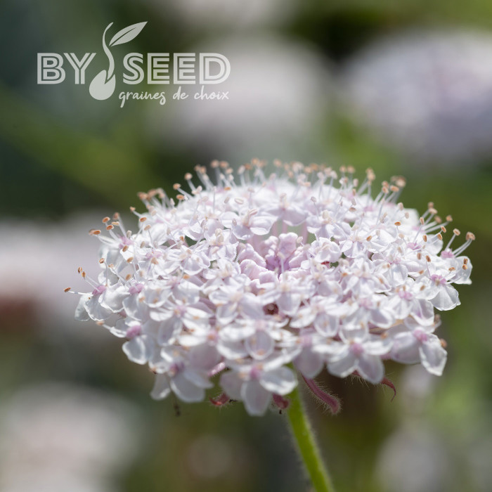 Didiscus caeruleus Lace Pink