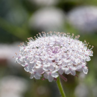 Didiscus caeruleus Lace Pink