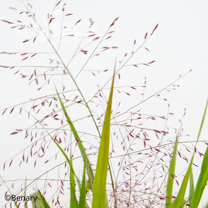 Eragrostis spectabilis Snuggy