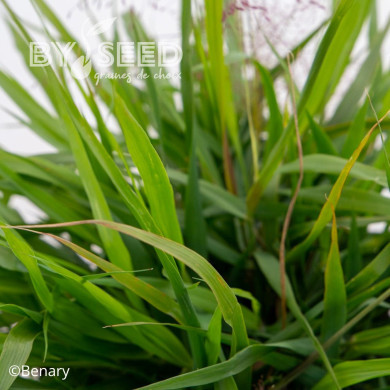 Eragrostis spectabilis Snuggy