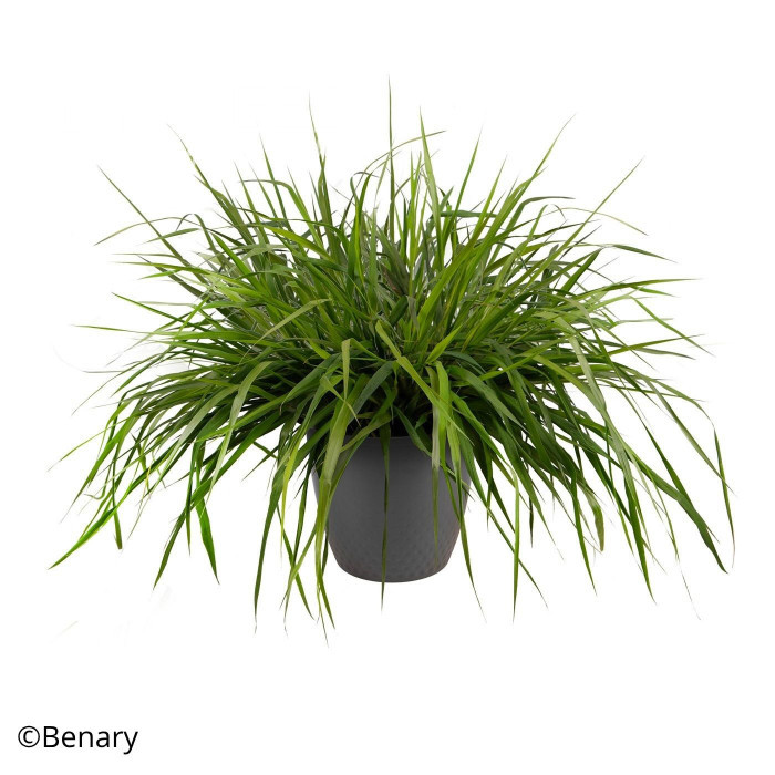 Eragrostis spectabilis Snuggy