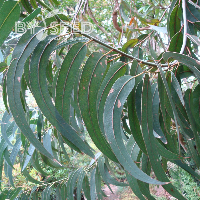 Eucalyptus globulus