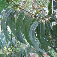 Eucalyptus globulus