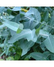 Eucalyptus kruseana