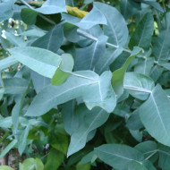 Eucalyptus globulus
