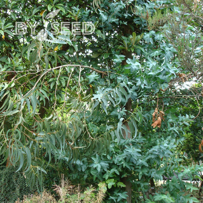 Eucalyptus globulus