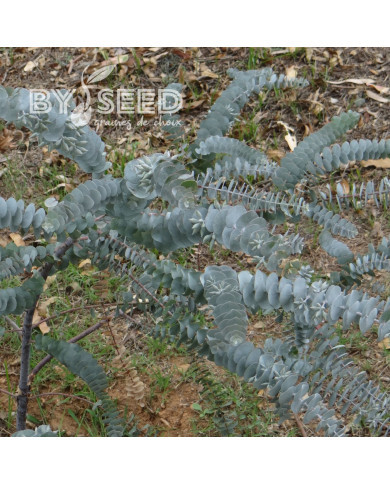 Eucalyptus kruseana