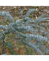 Eucalyptus polyanthemos