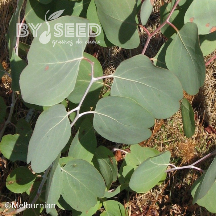 Eucalyptus polyanthemos
