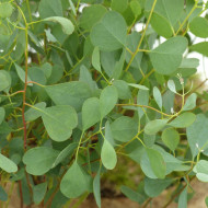 Eucalyptus websteriana