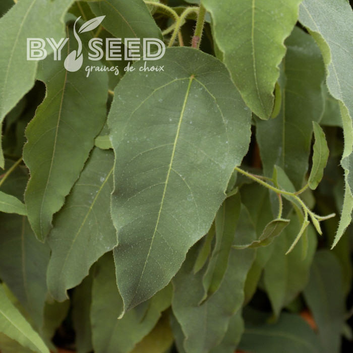 Eucalyptus citriodora Lemon Bush
