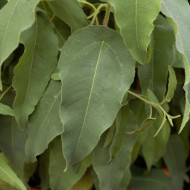 Eucalyptus citriodora Lemon Bush