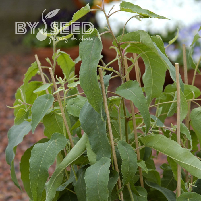 Eucalyptus citriodora Lemon Bush