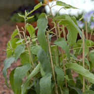 Eucalyptus citriodora Lemon Bush