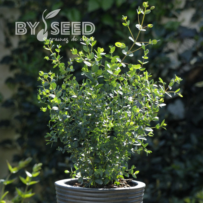 Eucalyptus parvifolia (parvula) Boxwood