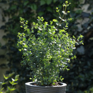 Eucalyptus parvifolia (parvula) Boxwood