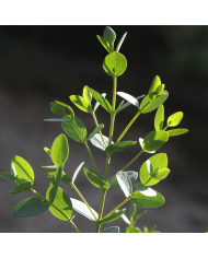 Eucalyptus citriodora Lemon Bush