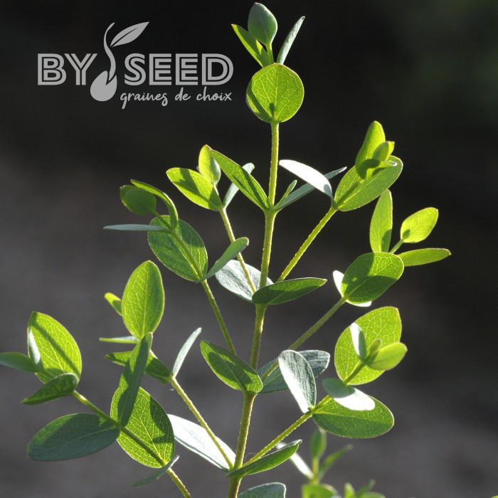 Eucalyptus parvifolia (parvula) Boxwood
