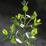Eucalyptus parvifolia (parvula) Boxwood