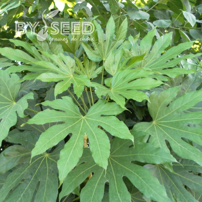 Fatsia japonica