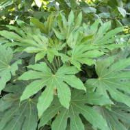Fatsia japonica