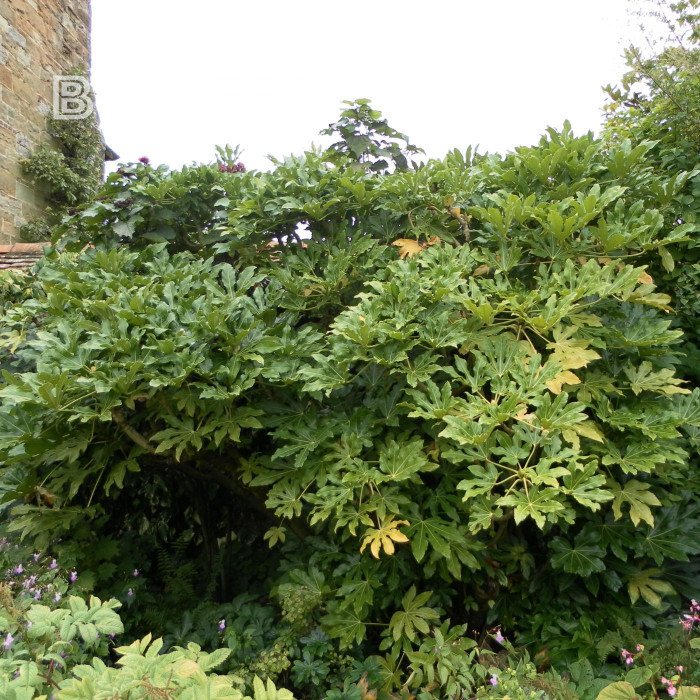 Fatsia japonica