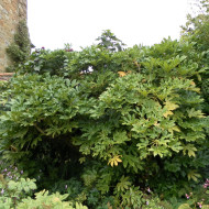 Fatsia japonica