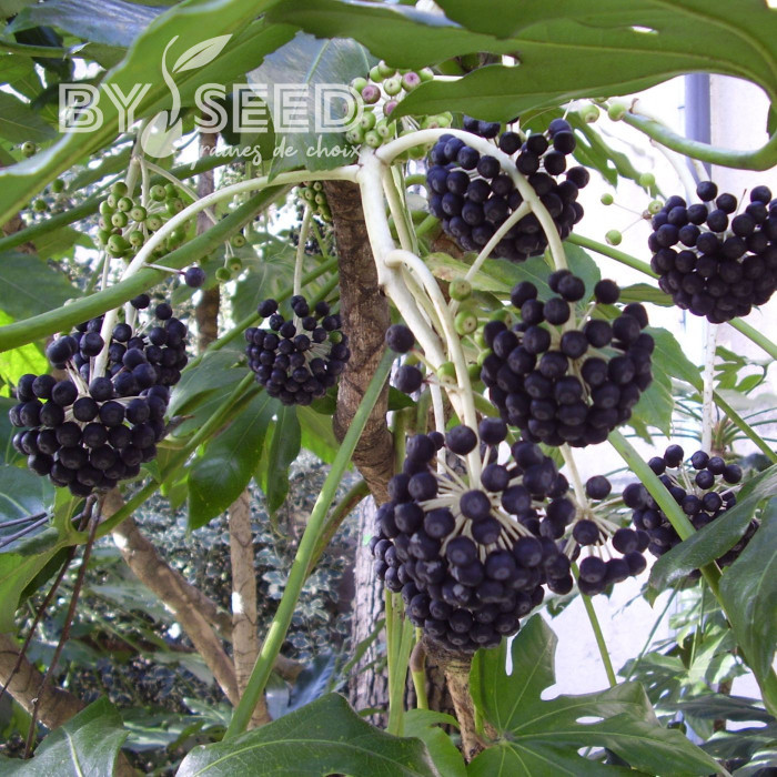 Fatsia japonica