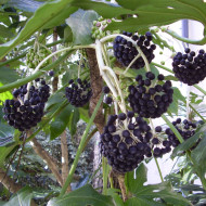 Fatsia japonica