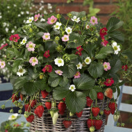 Fraisier Rainbow Treasure F1 Mix