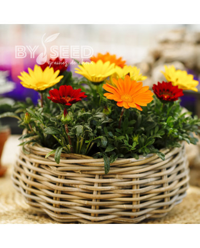 Gazania Enorma Mix