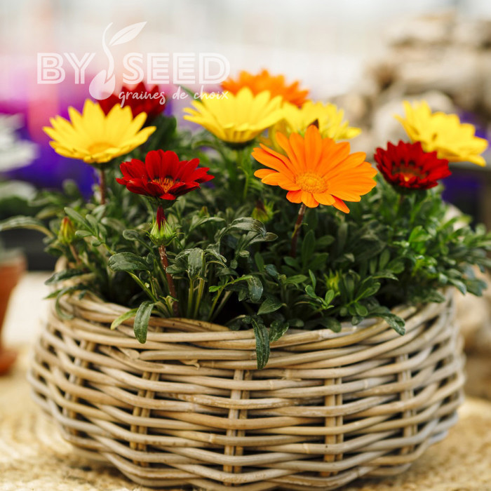 Gazania Enorma Mix