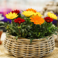 Gazania Enorma Mix