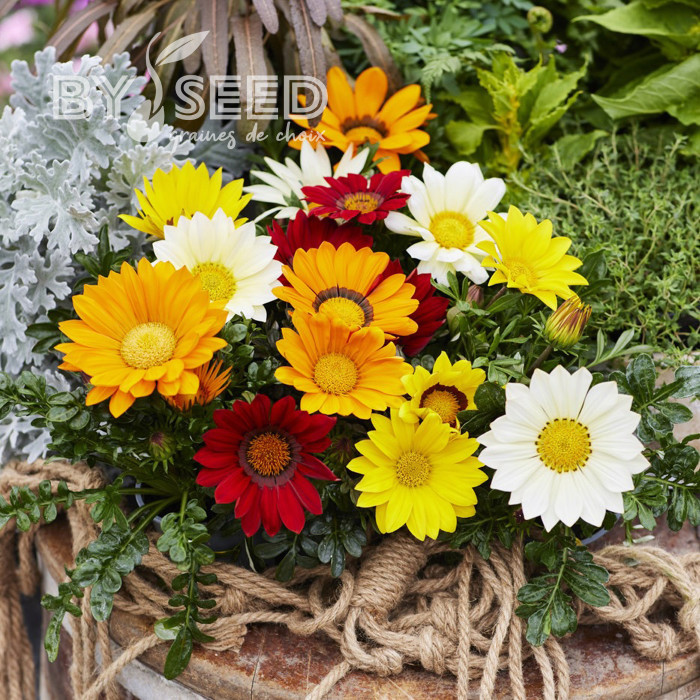 Gazania Enorma Mix