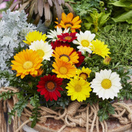 Gazania Enorma Mix