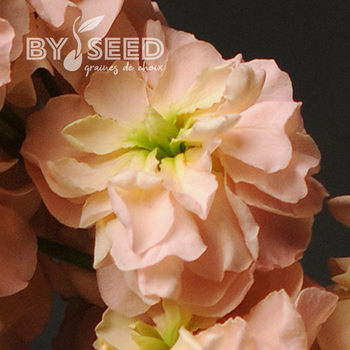Giroflée quarantaine Classic Apricot