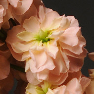 Giroflée quarantaine Classic Apricot