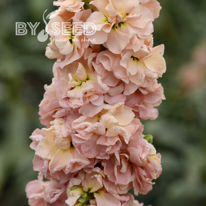 Giroflée quarantaine Classic Apricot