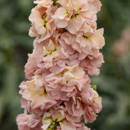 Giroflée quarantaine Classic Apricot