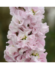 Giroflée quarantaine Classic Apricot