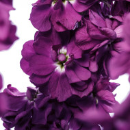 Giroflée quarantaine Milla Aubergine