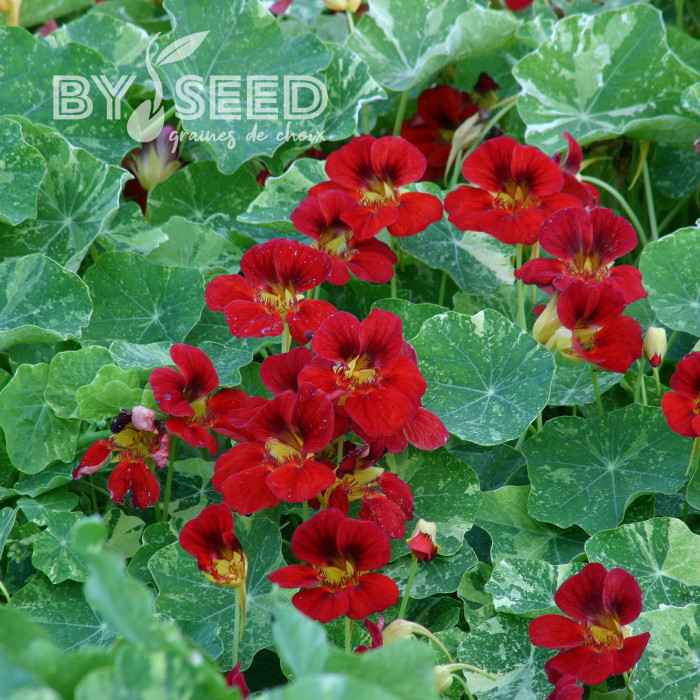 Capucine naine Red Troika