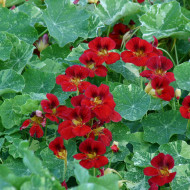 Capucine naine Red Troika