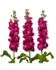 Giroflée quarantaine Milla Lavender