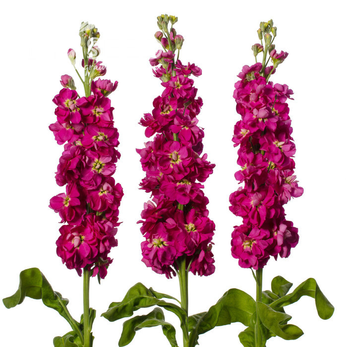 Giroflée quarantaine Milla Deep Rose
